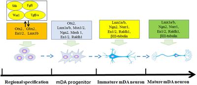 Current Approaches and Molecular Mechanisms for Directly Reprogramming Fibroblasts Into Neurons and Dopamine Neurons